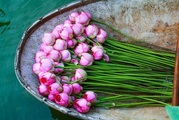 ngam nhin hoa sen ho tay bung no khoe sac