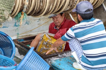 ngu dan khon don vi gia dau tang ky luc