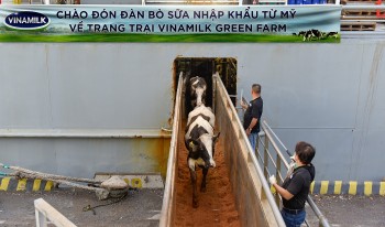 he thong trang trai sinh thai vinamilk green farm don them 1550 bo sua nhap tu my