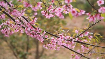 ve dep cua hoa to day giua nui rung tay bac