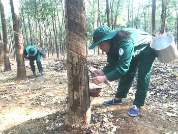 trong cao su tai lao tiep tuc co hieu qua trong nhung nam toi