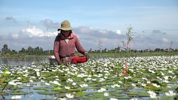 Ngắm hoa thủy nữ nở rộ mùa nước nổi