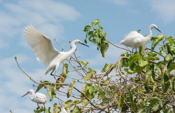 den can tho tham vuon co bang lang