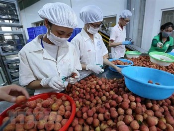 Bước tiến lớn đưa trái cây Việt Nam xuất khẩu sang Hoa Kỳ