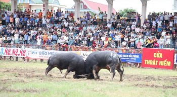 le hoi choi trau do son 2022 chi moi khong ban ve
