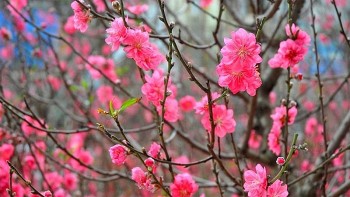 bo ld tbxh de xuat hai phuong an nghi tet nguyen dan 2023