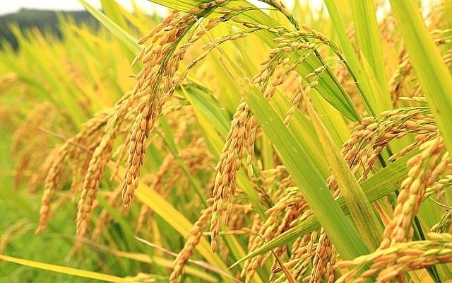 Thái Lan - Việt Nam thống nhất thỏa thuận hợp tác tăng giá lúa gạo