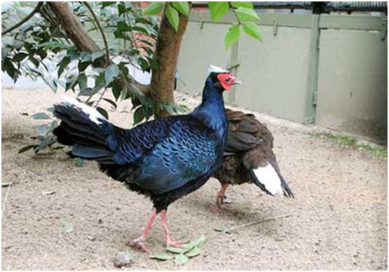 hai to chuc cua duc va nhat ban ho tro tinh quang binh bao ton va bao ve ga loi lam mao trang