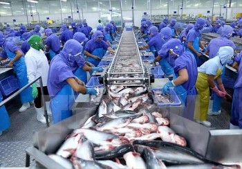 Cá tra Việt Nam nhập khẩu vào Mỹ tăng 56%