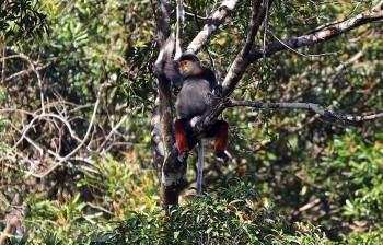 viet nam co them hai vuon quoc gia duoc de cu vuon di san asean