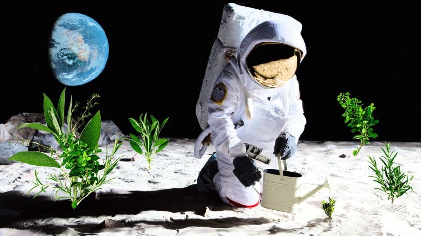 Con người sẽ sớm trồng cây xanh trên Mặt trăng