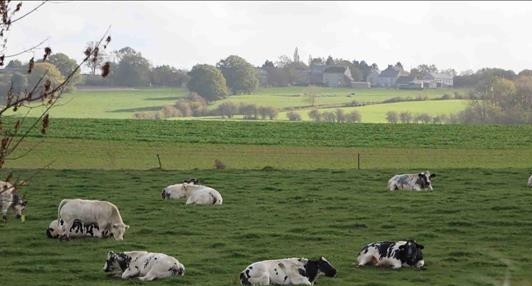TP Hà Nội tăng cường hợp tác với vùng Wallonia để phát triển giống bò 3B