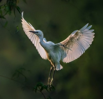Thung Nham Ninh Bình: Xứ sở của các loài chim