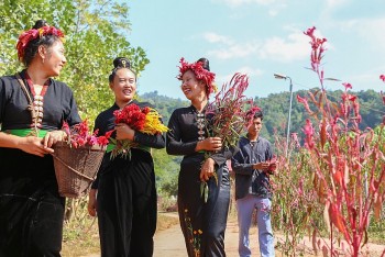 doc dao tet hoa mao ga cua nguoi cong