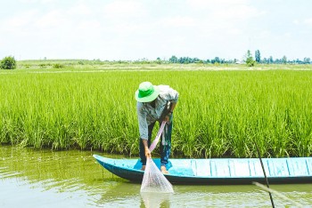 wwf viet nam khoi dong du an tang cuong kha nang chong chiu bdkh tai ca mau va bac lieu