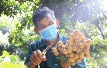 hon 10 tan nhan tuoi dau tien cua viet nam xuat khau sang nhat ban