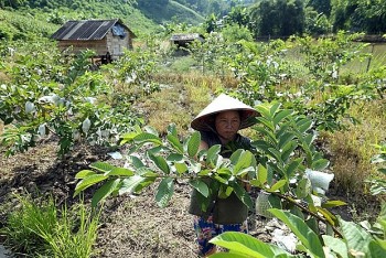 chia khoa thanh cong trong chuong trinh giam ngheo cua viet nam