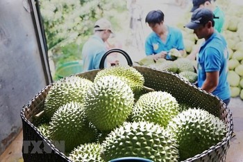 sau rieng mang ky vong dot pha ve xuat khau trai cay viet nam