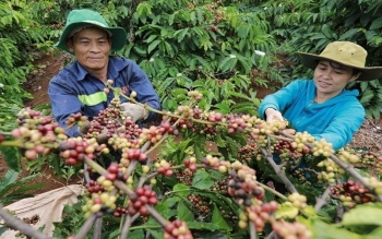 Cà phê của Việt Nam có bị Luật Chống phá rừng của EU gây khó?