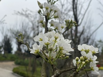 Sắc hoa lê trắng tháng 3