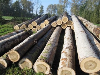 Quy định về chống mất rừng và suy thoái rừng của EU có tạo rào cản mới cho ngành gỗ?