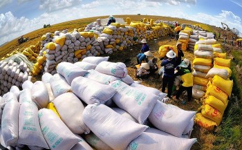25% gạo xuất khẩu trực tiếp sẽ mang nhãn hiệu Gạo Việt Nam vào năm 2030