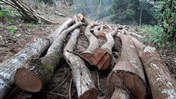 EU ra quy định mới đối với một số sản phẩm liên quan đến phá rừng và suy thoái rừng
