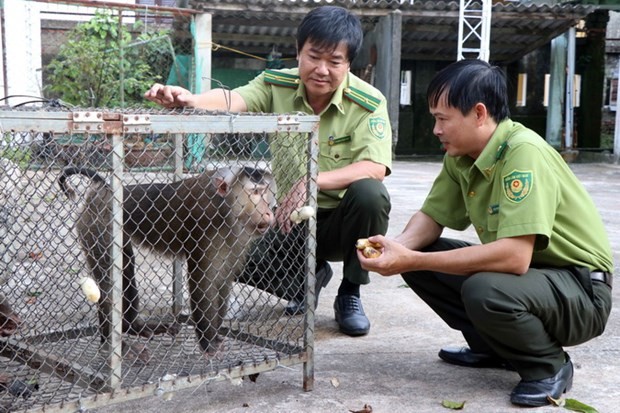 Việt Nam và Lào phối hợp bảo vệ rừng, kiểm soát săn bắt động vật hoang dã