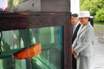 "Ngoại giao cá" làm sâu sắc quan hệ Nhật Bản - Indonesia