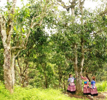 lao cai 105 cay che shan tuyet co thu duoc cong nhan la di san viet nam