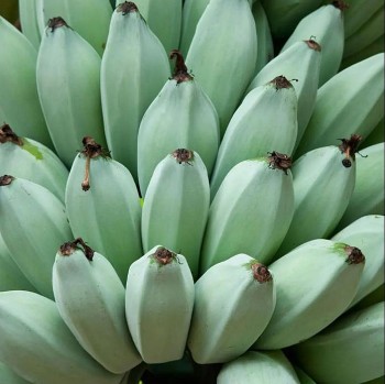 doc dao giong chuoi ky la co vi kem vani tai xu hawaii