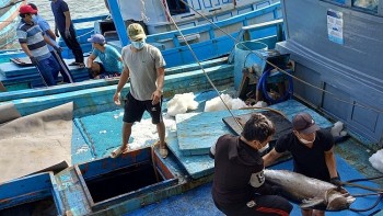 Khánh Hòa chi 10 tỷ đồng hỗ trợ phát triển nghề cá