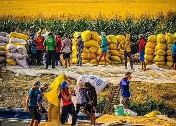 gia gao trong nuoc dang cao hon gia xuat khau doanh nghiep kho ky hop dong moi