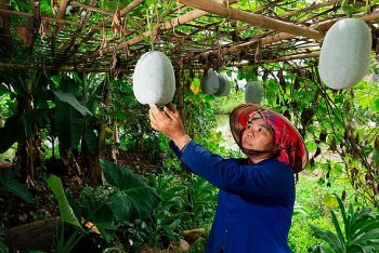 mo hinh vuon nha cai thien bua an cho nguoi dan ngheo tan uyen lai chau