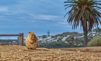 tham thu dao rottnest hon dao co qua khu bi an tai uc