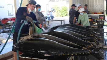 Xuất khẩu cá ngừ đóng hộp sang Hàn Quốc tăng gần 500%