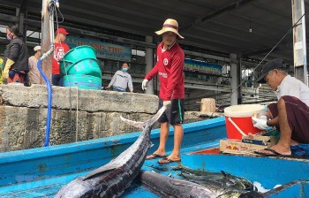 khac phuc the vang iuu bam sat khuyen nghi cua ec
