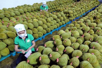 xuat khau nong san sang trung quoc can dap ung yeu cau ngay cang cao ve chat luong