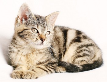 tu vi tuoi mao nam 2024 nhieu co hoi mo ra truoc mat