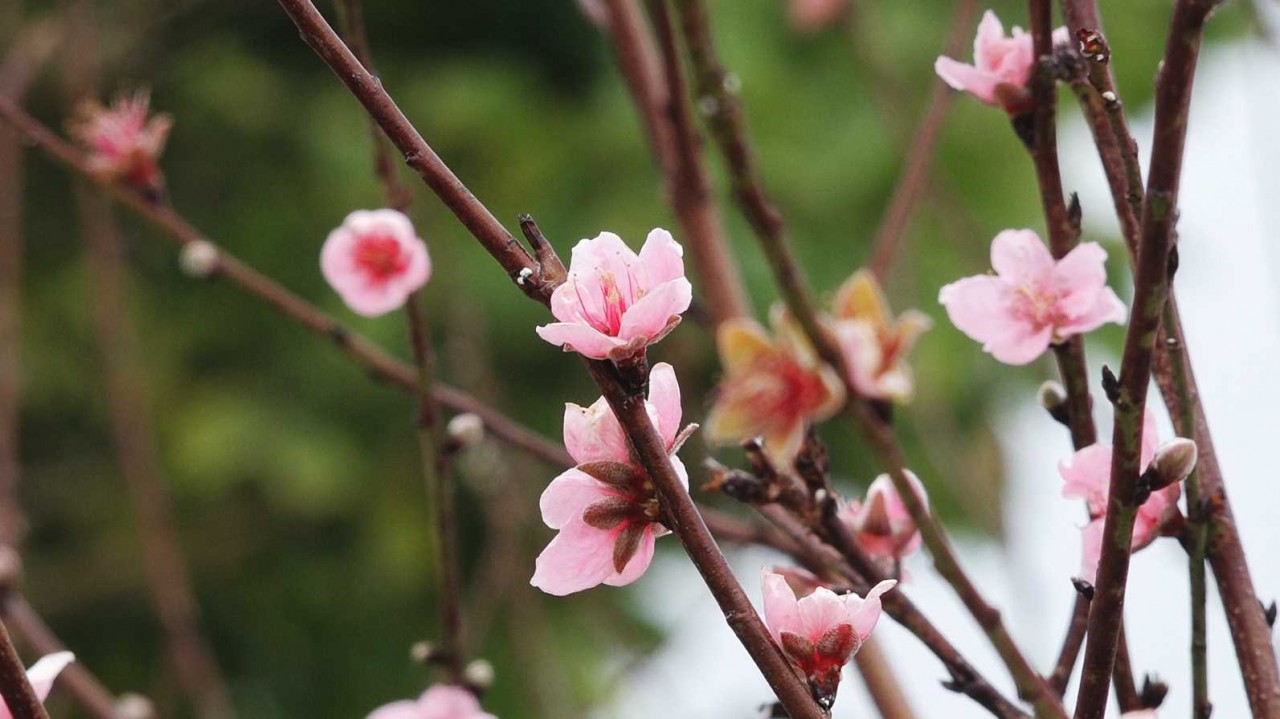 Vẻ đẹp hoa đào Vân Đồn, Quảng Ninh