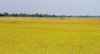 phan dau dua viet nam tro thanh nuoc co ty le su dung thuoc bao ve thuc vat sinh hoc dan dau trong khu vuc