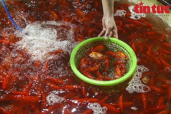 Chợ Yên Sở đỏ ối cá chép tiễn ông Công ông Táo về trời