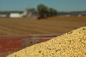 viet nam nhap khau ngo va bot dau tuong lon nhat cua argentina