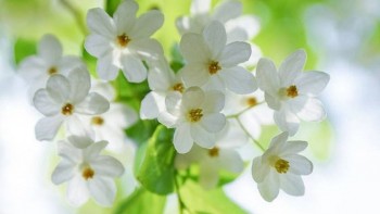 tu vi hom nay 12 cung hoang dao 232024