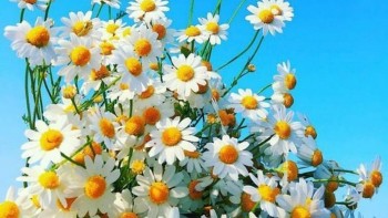 tu vi cuoi tuan 12 cung hoang dao 2 332024 xu nu mat diem voi cap tren