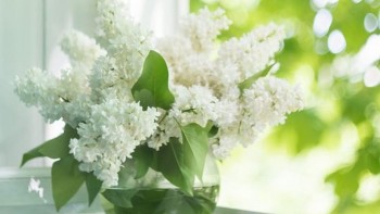 tu vi hom nay 12 cung hoang dao 332024 kim nguu co buoc ngoat lon trong cong viec