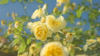 tu vi hom nay 12 cung hoang dao 732024 su tu can trong khi co y dinh thay doi cong viec