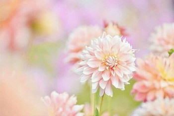 tu vi tuan moi 12 cung hoang dao 11 1732024 su tu dat duoc dieu minh ky vong bay lau