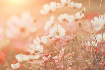 tu vi hom nay 12 cung hoang dao 1232024 kim nguu cuoc doi buoc sang trang moi