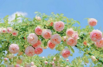 tu vi hom nay 12 cung hoang dao 2932024 song tu tai loc ap den bat ngo